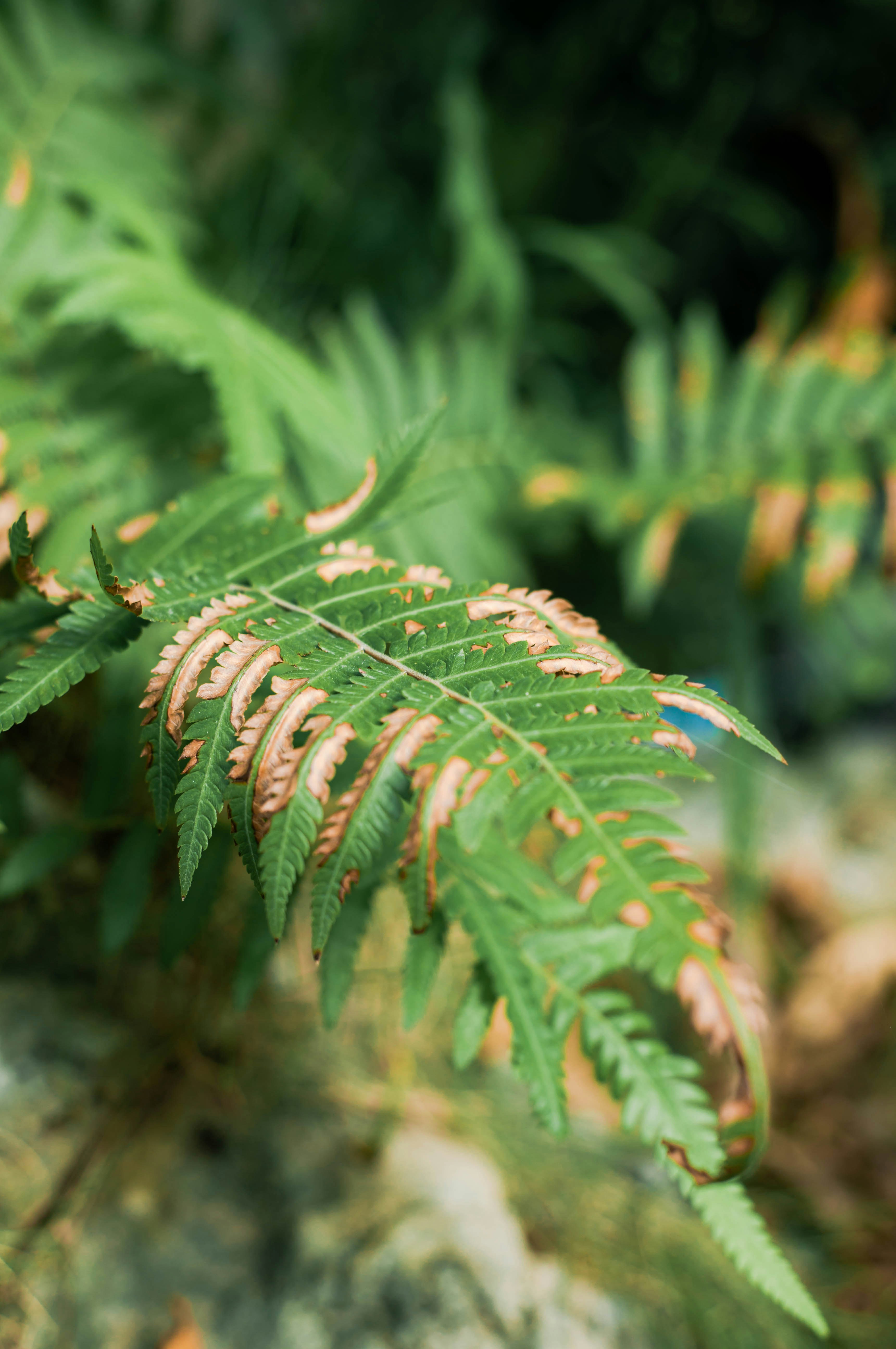 Grüne Blattpflanze in Nahaufnahme