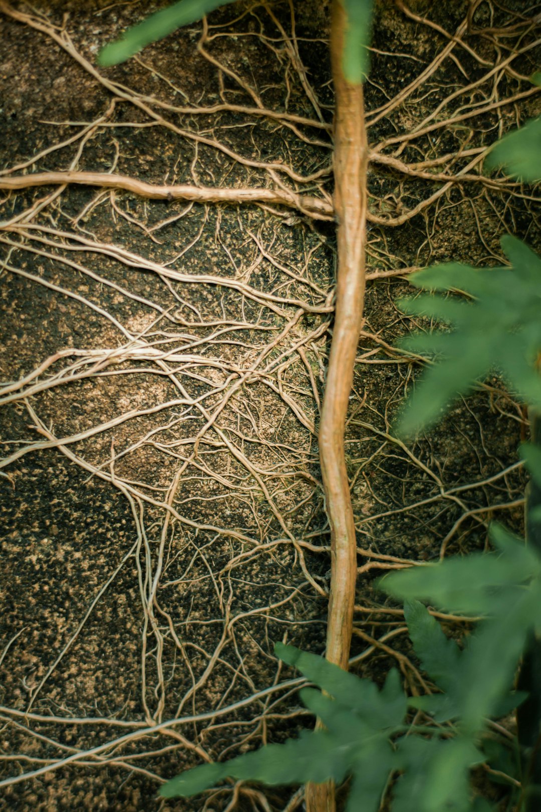 brown tree branch on black and white textile