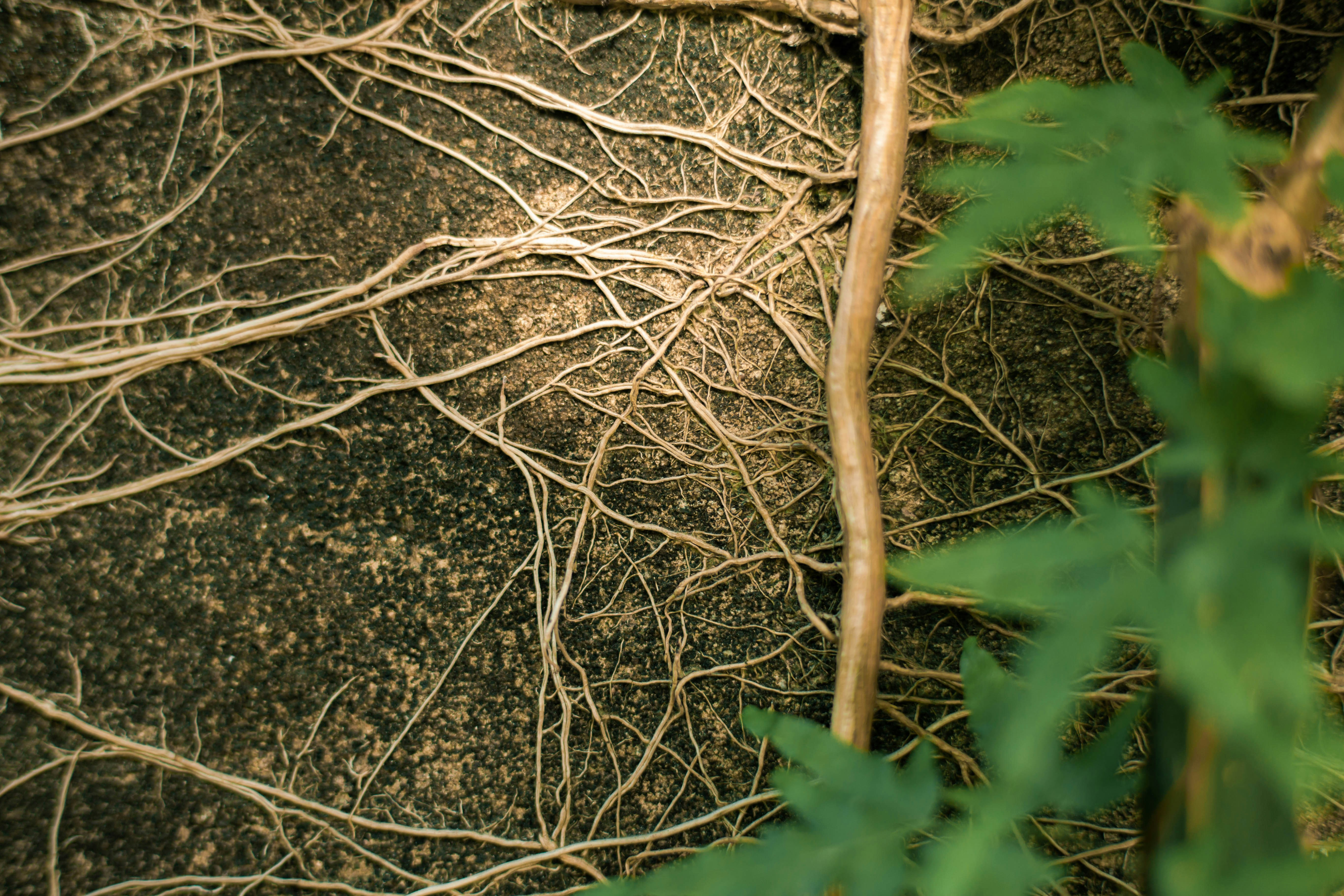 brauner Ast auf schwarzem Boden