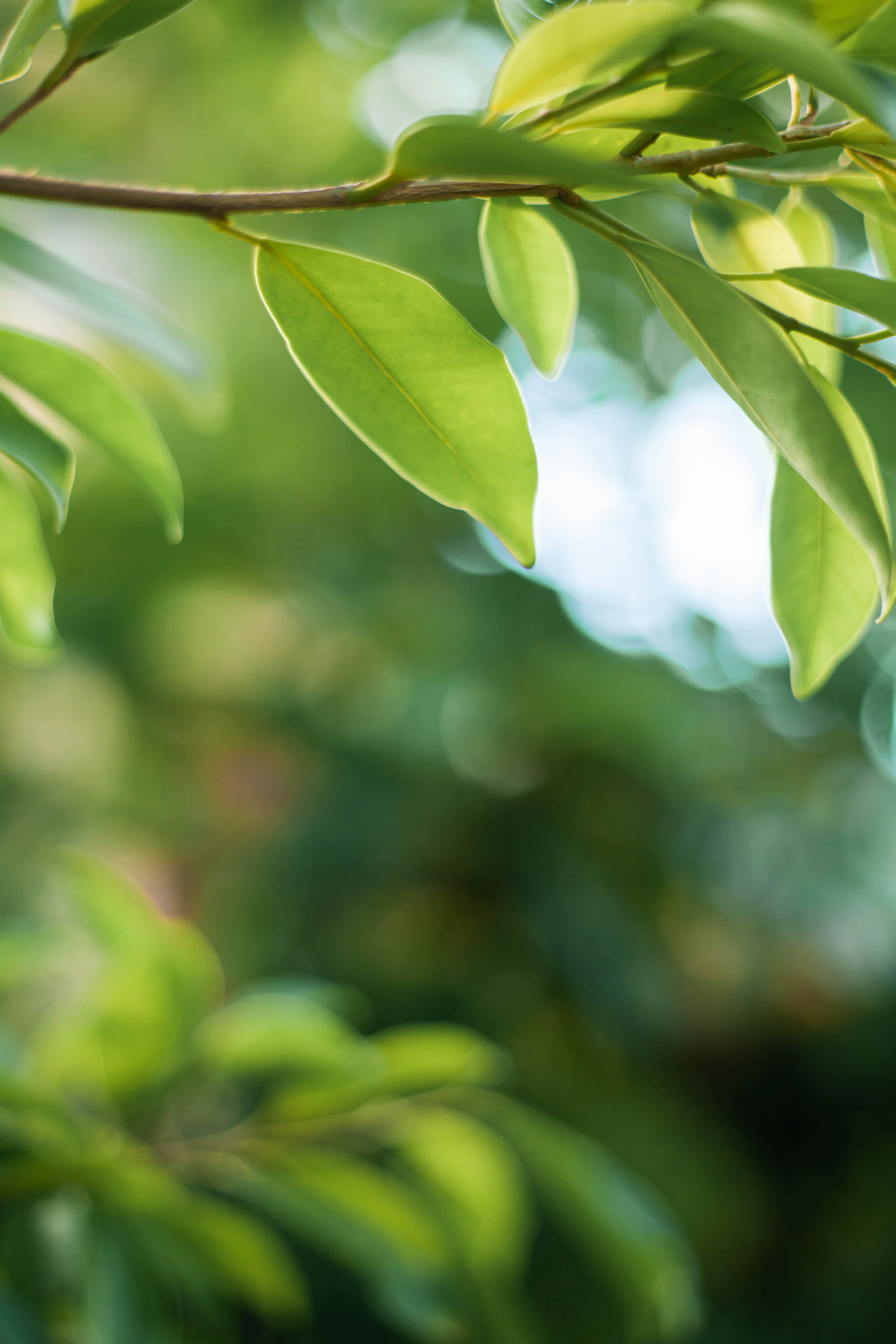 green leaf in tilt shift lens