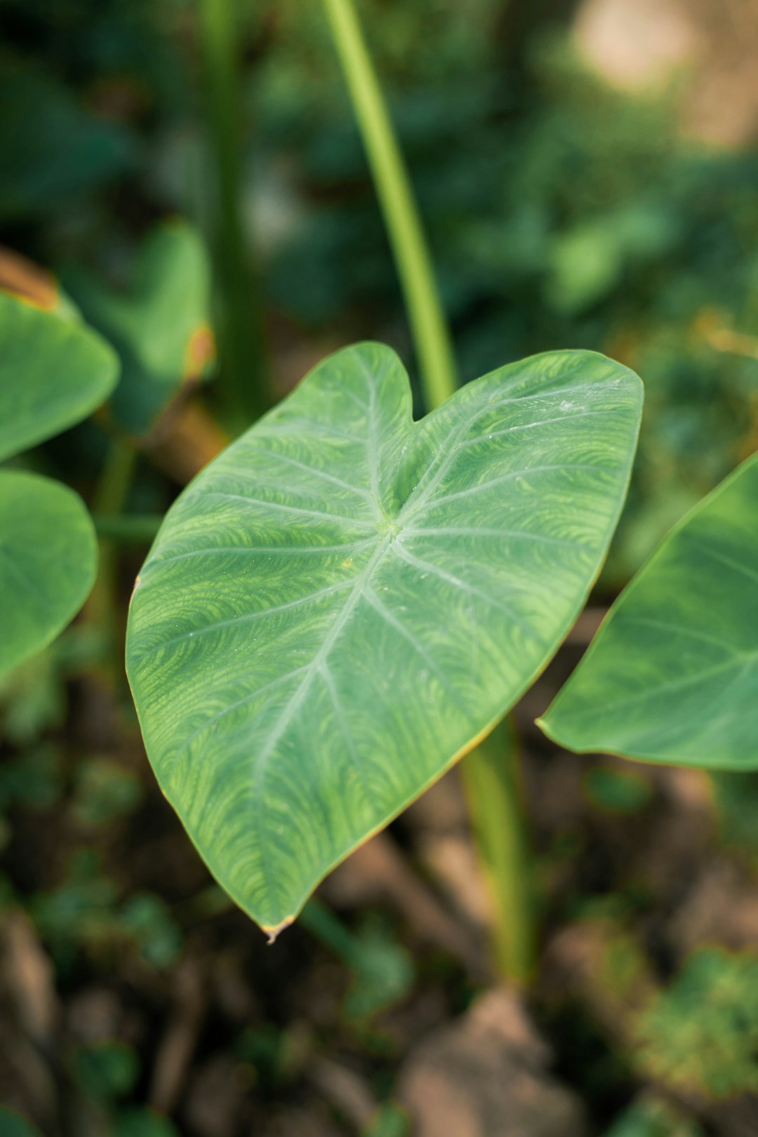 green leaf in close up photography