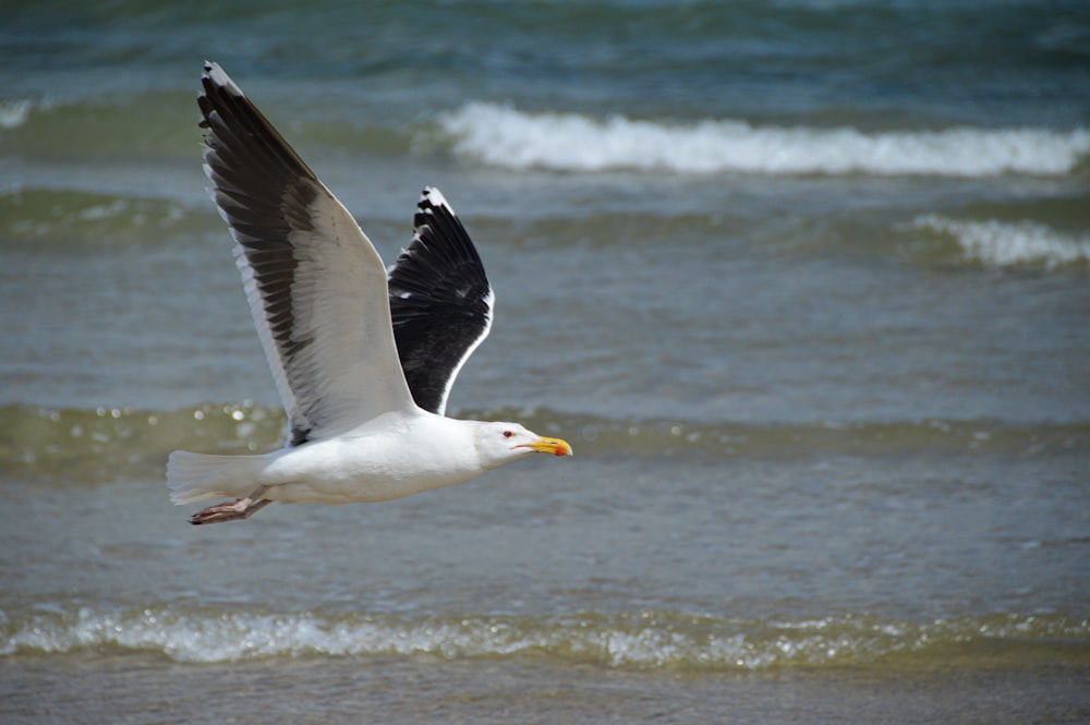 white and black bird flying over the sea during daytime