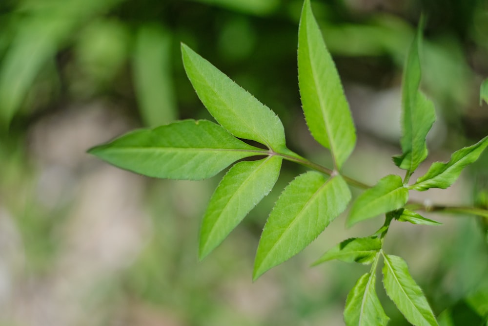 green leaf in close up photography