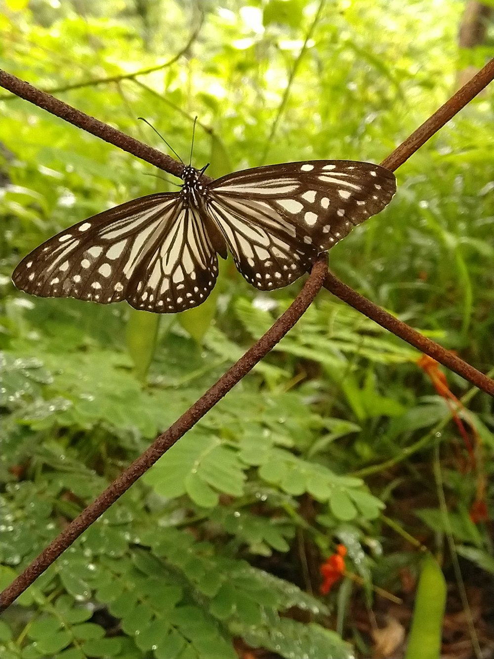 black and white butterfly perched on green leaf plant during daytime