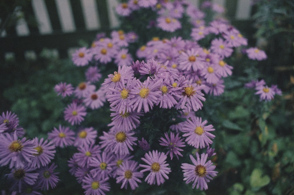 purple and white flowers during daytime