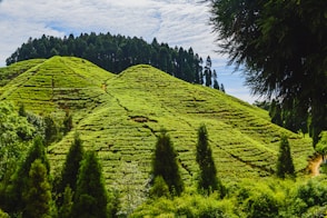 green trees on mountain under white clouds and blue sky during daytime