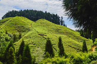 green trees on mountain under white clouds and blue sky during daytime
