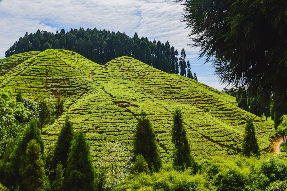 green trees on mountain under white clouds and blue sky during daytime