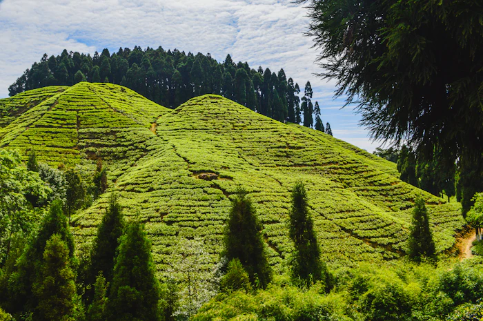Best Specialty Coffee Roasters in Darjeeling for Serious Coffee Drinkers