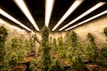A room filled with cannabis plants growing under artificial lights. The plants are in pots arranged in rows, with dense green foliage and flowering buds. Overhead, fluorescent lights provide illumination, creating a warm and controlled environment. The reflective walls enhance the light distribution, ensuring the plants receive adequate exposure.