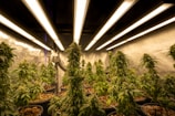 A room filled with cannabis plants growing under artificial lights. The plants are in pots arranged in rows, with dense green foliage and flowering buds. Overhead, fluorescent lights provide illumination, creating a warm and controlled environment. The reflective walls enhance the light distribution, ensuring the plants receive adequate exposure.