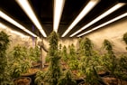 A room filled with cannabis plants growing under artificial lights. The plants are in pots arranged in rows, with dense green foliage and flowering buds. Overhead, fluorescent lights provide illumination, creating a warm and controlled environment. The reflective walls enhance the light distribution, ensuring the plants receive adequate exposure.