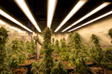 Rows of cannabis plants thriving under warm indoor grow lights.