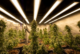 A room filled with cannabis plants growing under artificial lights. The plants are in pots arranged in rows, with dense green foliage and flowering buds. Overhead, fluorescent lights provide illumination, creating a warm and controlled environment. The reflective walls enhance the light distribution, ensuring the plants receive adequate exposure.