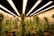 A room filled with cannabis plants growing under artificial lights. The plants are in pots arranged in rows, with dense green foliage and flowering buds. Overhead, fluorescent lights provide illumination, creating a warm and controlled environment. The reflective walls enhance the light distribution, ensuring the plants receive adequate exposure.