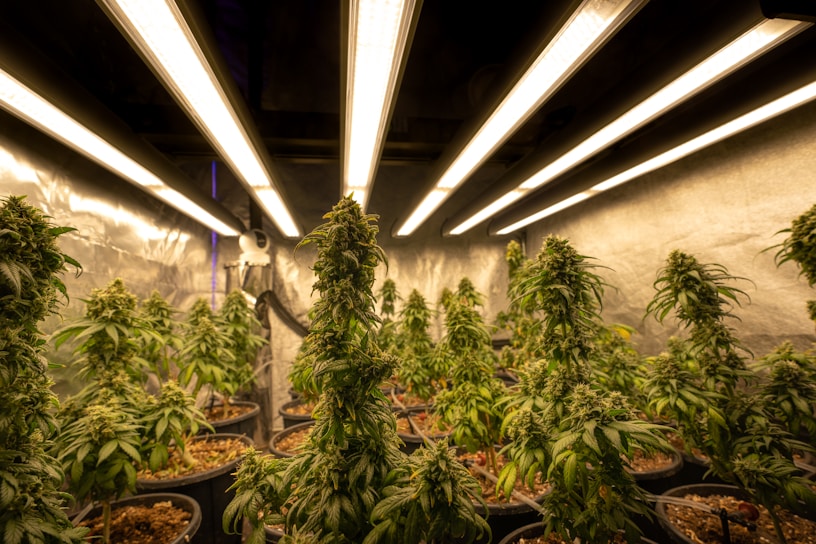 A room filled with cannabis plants growing under artificial lights. The plants are in pots arranged in rows, with dense green foliage and flowering buds. Overhead, fluorescent lights provide illumination, creating a warm and controlled environment. The reflective walls enhance the light distribution, ensuring the plants receive adequate exposure.