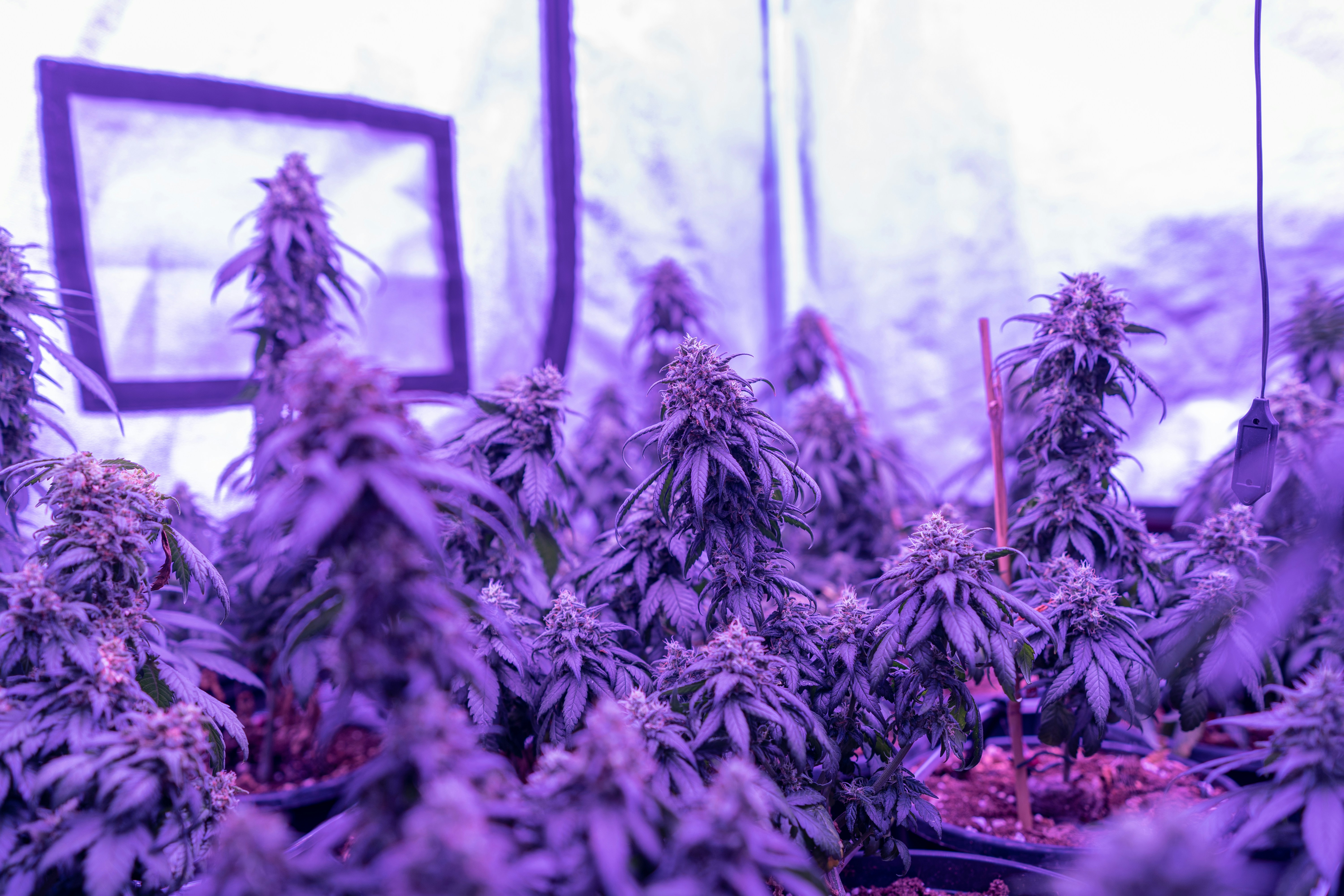 green plants in a forest during daytime