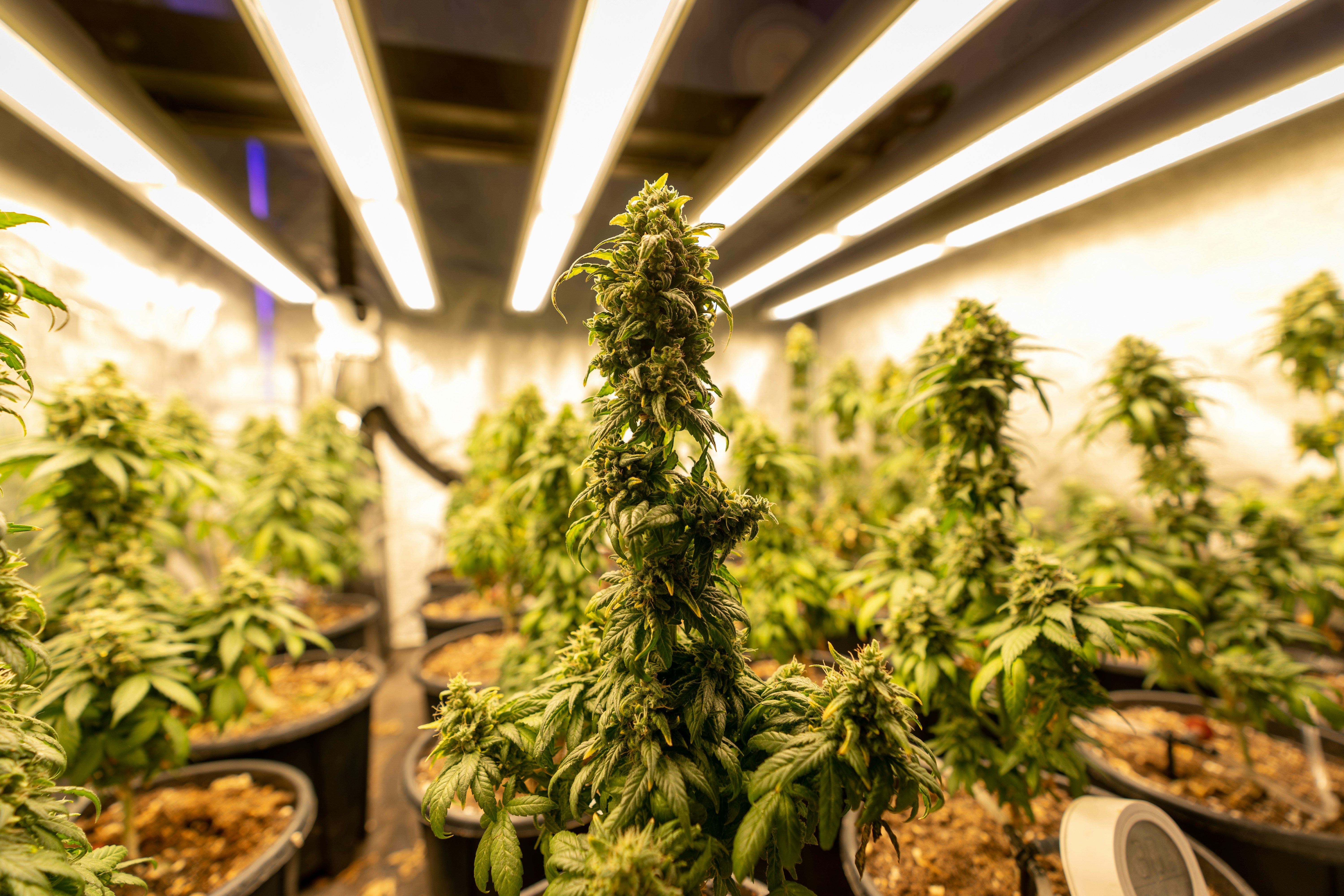 green fern plant in brown clay pot