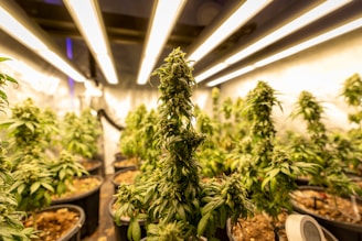 green fern plant in brown clay pot