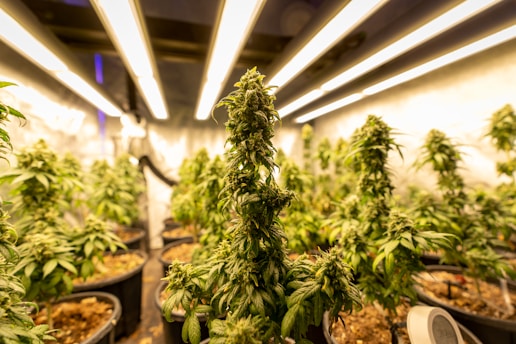 green fern plant in brown clay pot