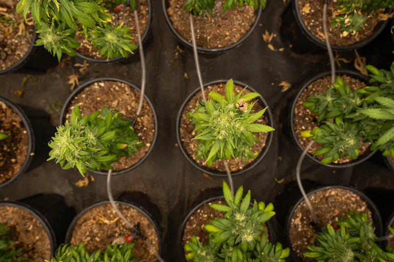 Indoor cannabis plants in pots with drip irrigation feed lines delivering nutrients — cannabis nutrition and feeding basics course
