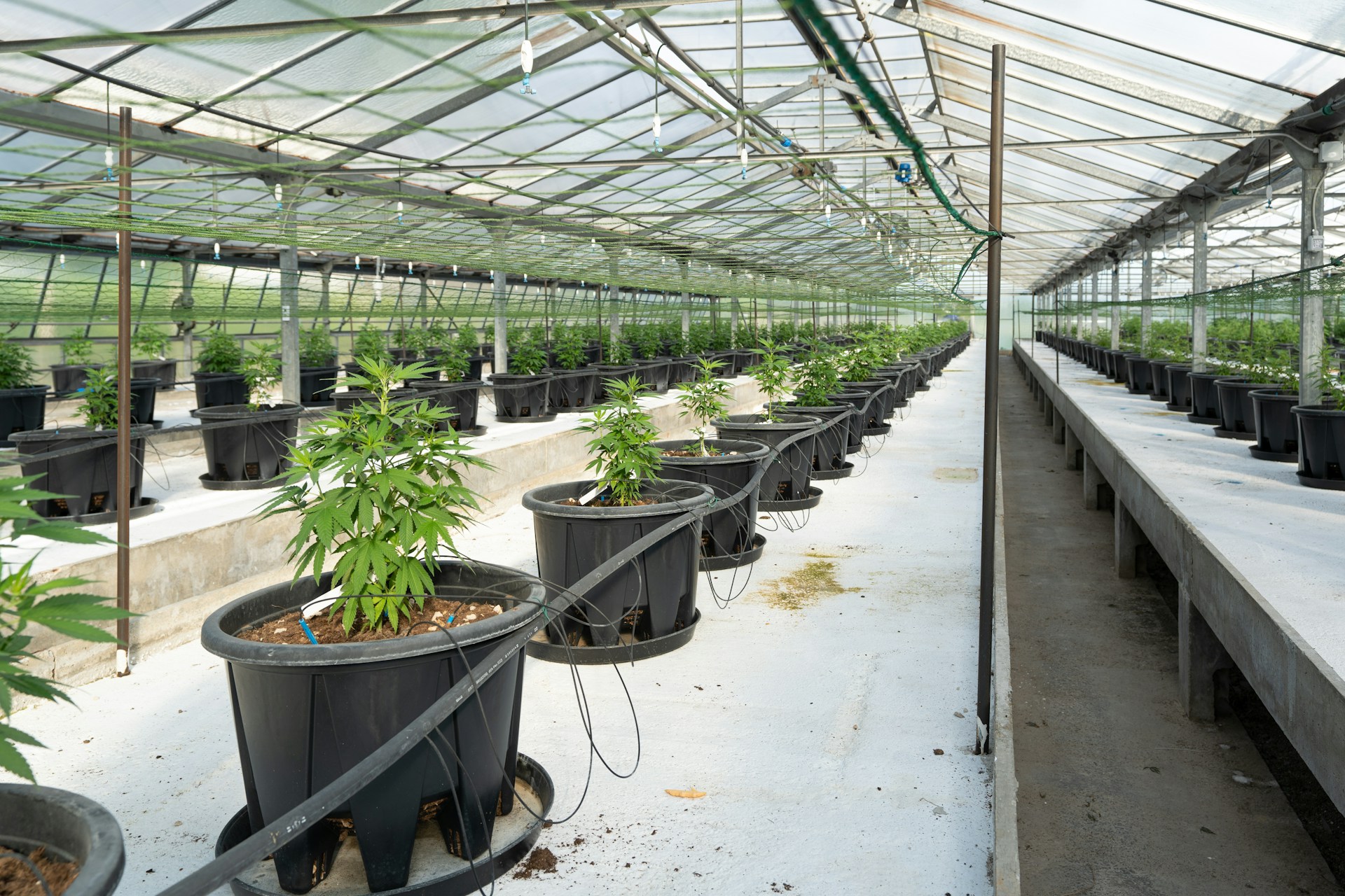 green plants on black plastic pots