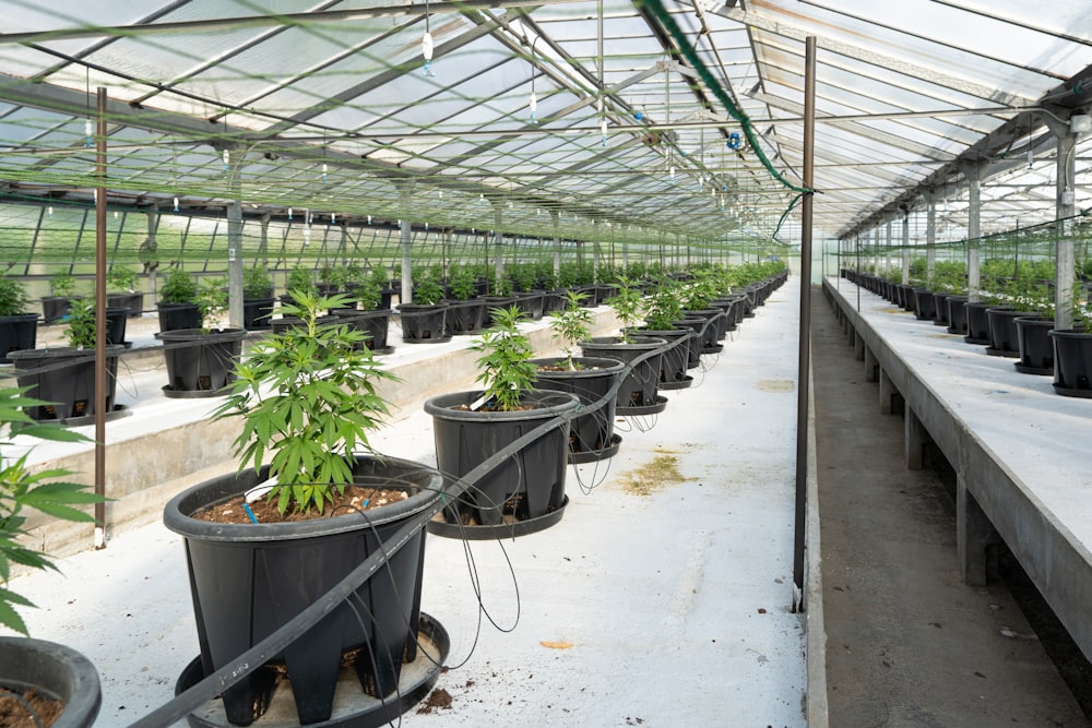 green plants on black plastic pots