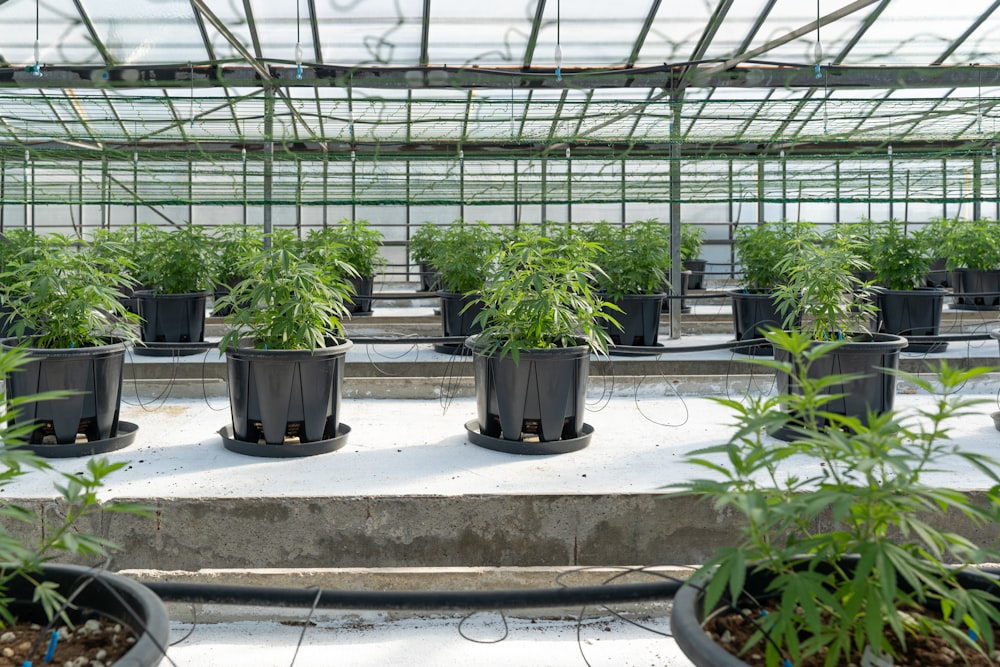 green plants in black pots