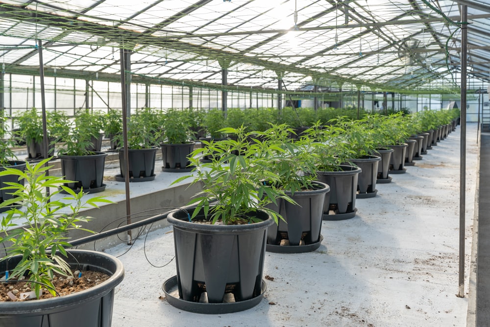 green plants on gray plastic pots