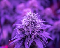 pink and white flower in macro lens