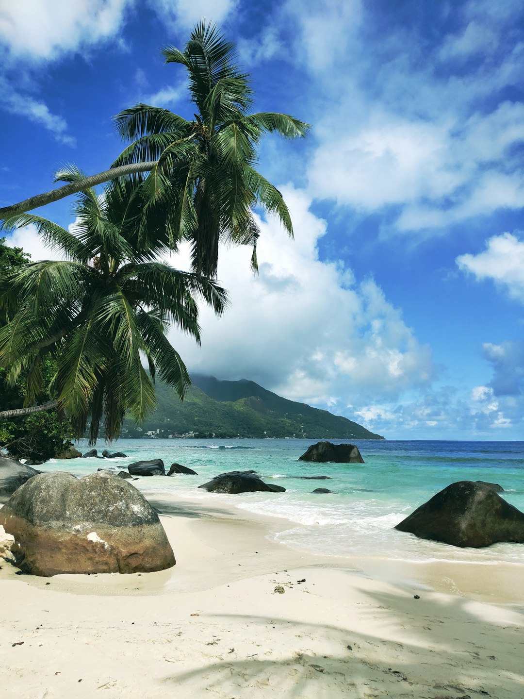 palm tree on beach shore during daytime