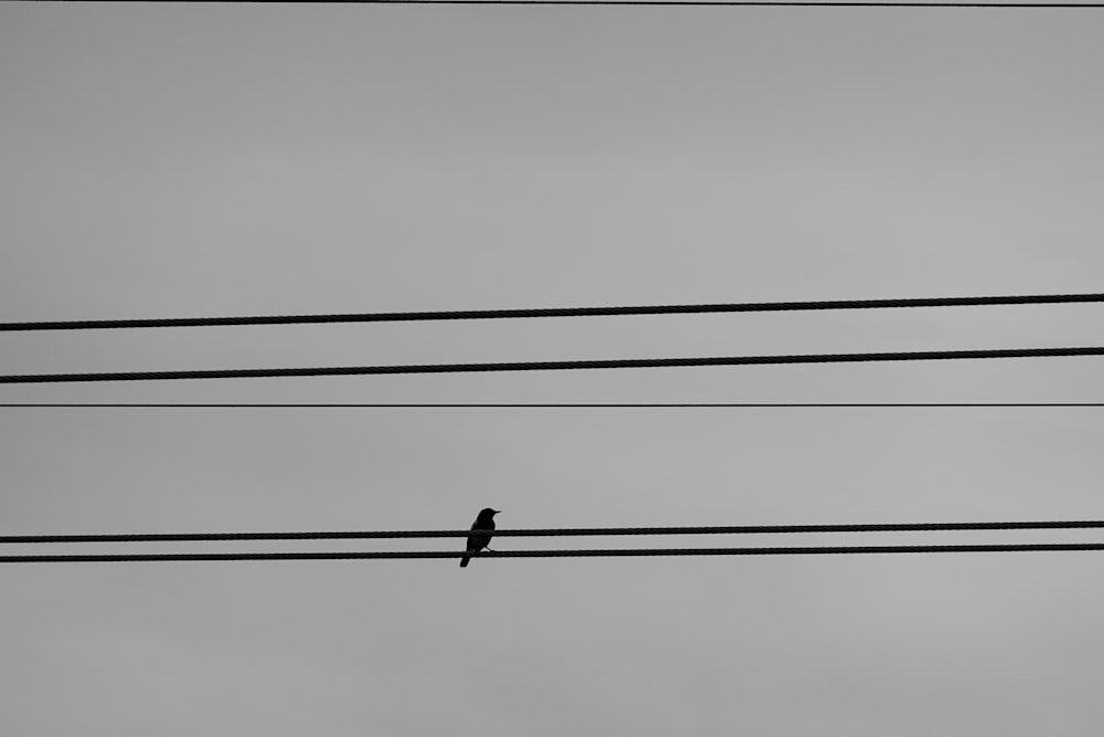 灰色の空に黒い電線