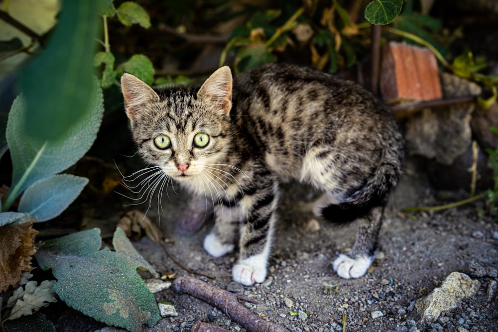 brown tabby cat on gray concrete floor