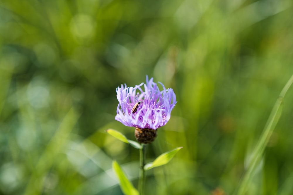 flor roxa na lente do deslocamento da inclinação