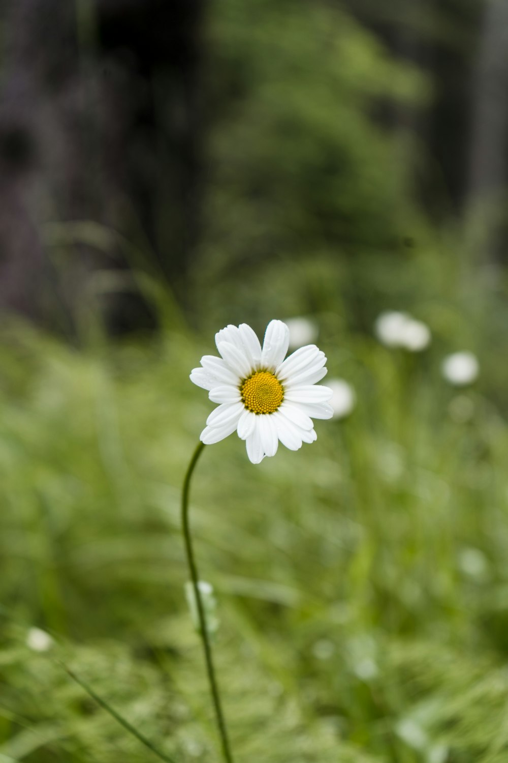 white daisy in bloom during daytime