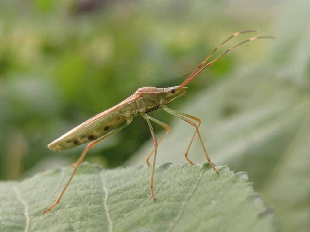 brown grasshopper on green leaf in close up photography during daytime