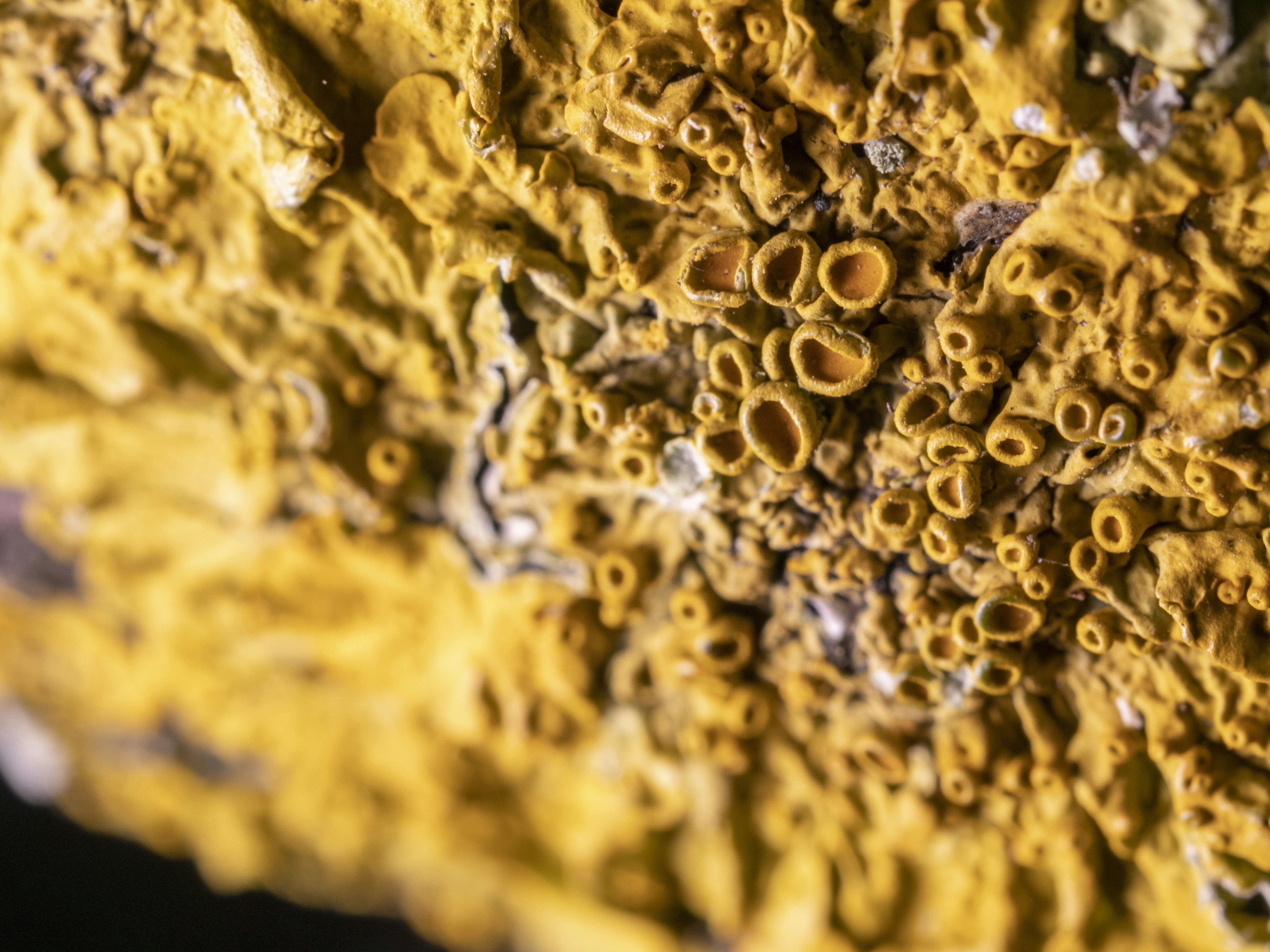 brown and black substance in close up photography