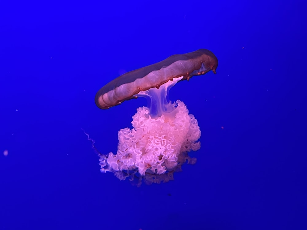 brown and white jellyfish in water