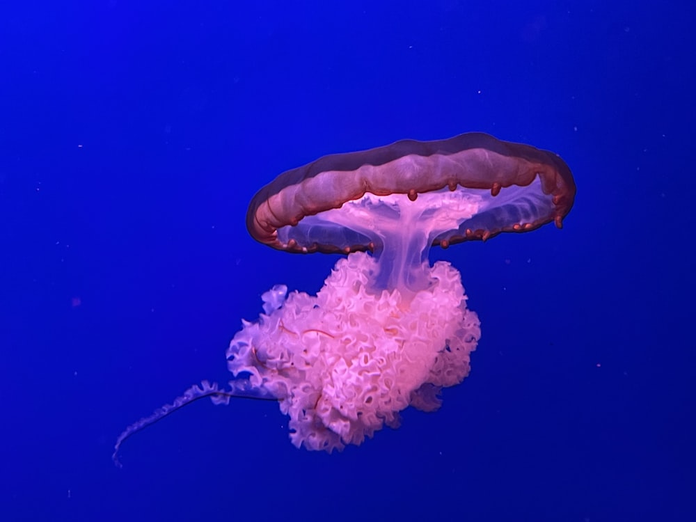 blue and white jellyfish in water