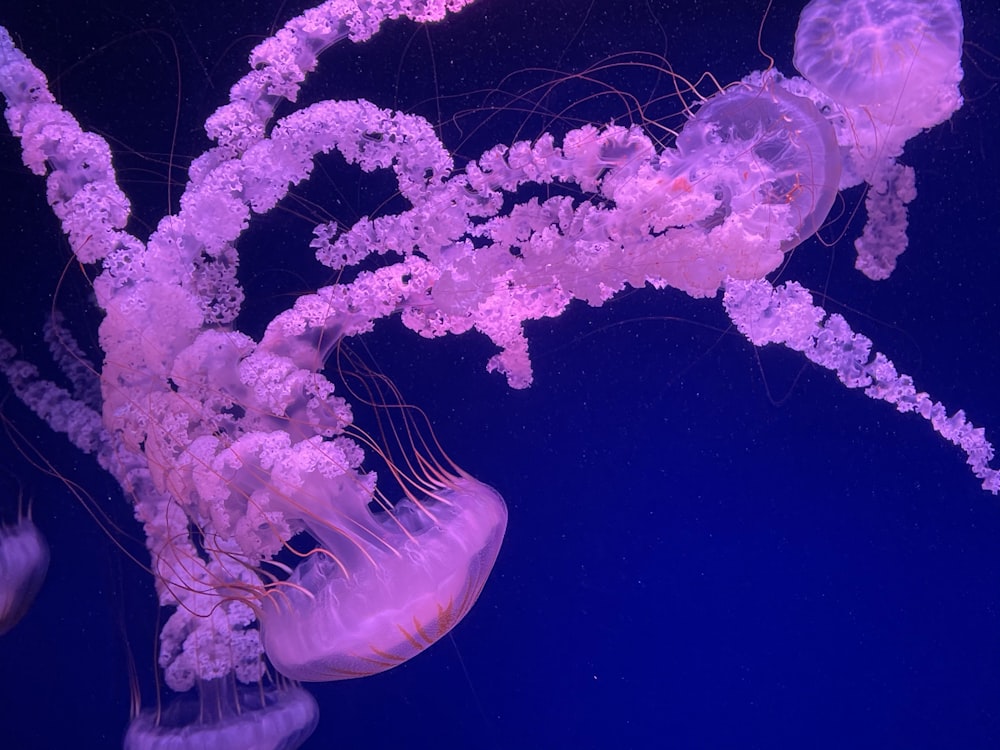 white and purple jellyfish on black background
