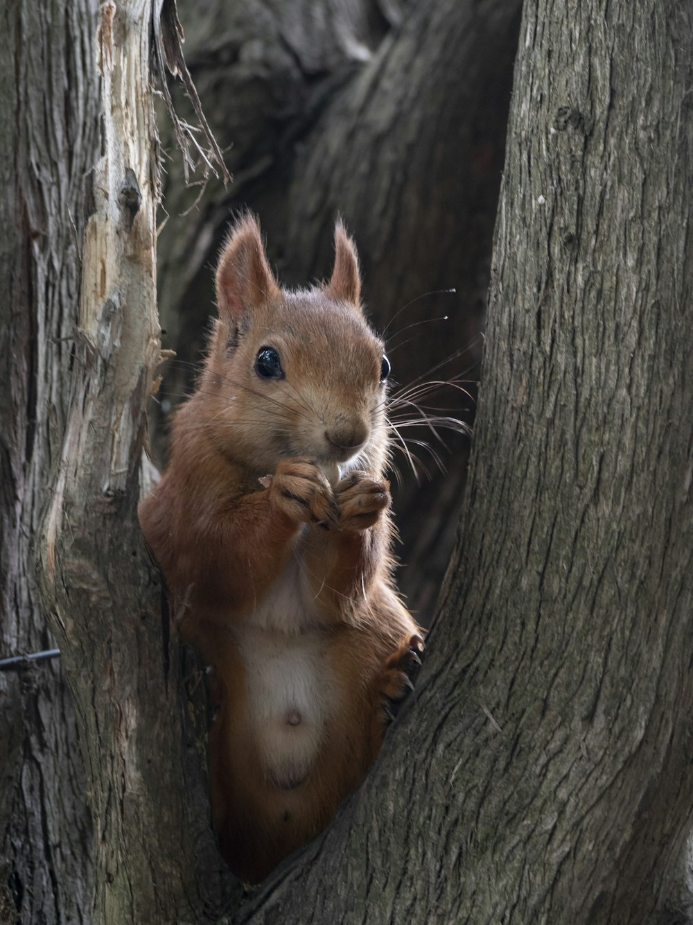 Braunes Eichhörnchen auf braunem Baum