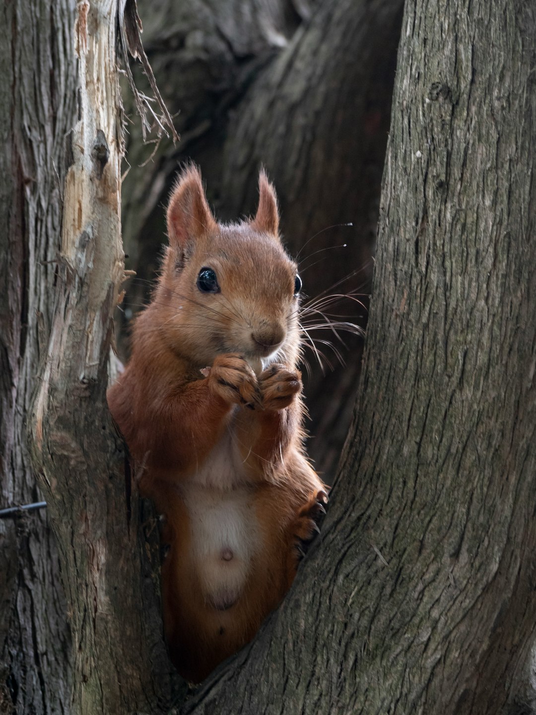 squirrel