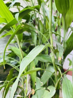 A close-up view of lush green foliage with elongated leaves. Various shades of green are present, indicating healthy growth. The leaves are vibrant and fresh, suggesting the plants are thriving in a natural environment.