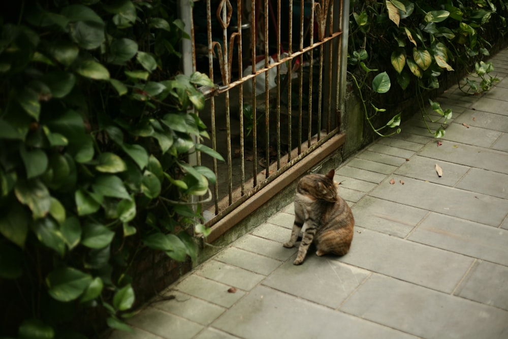 brown tabby cat sitting on white floor tiles