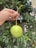Close-up of a hand holding a fresh tropical snack against a natural green background.
