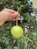 Close-up of a hand holding a fresh tropical snack against a natural green background.
