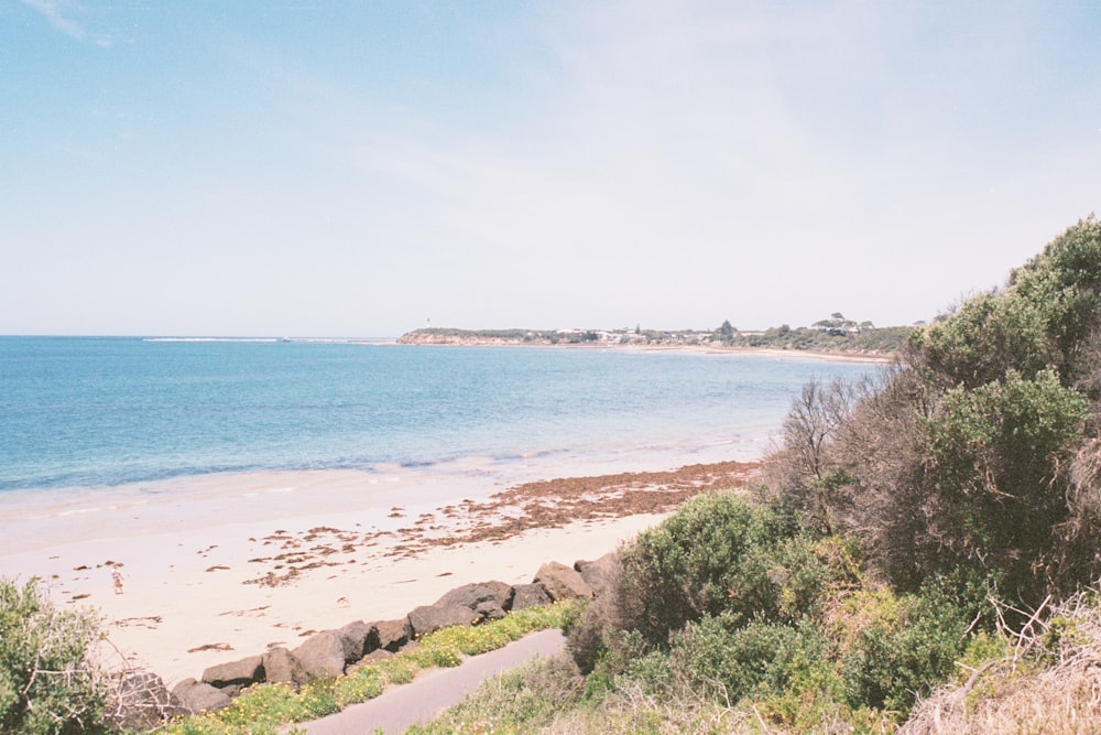 green trees near sea during daytime