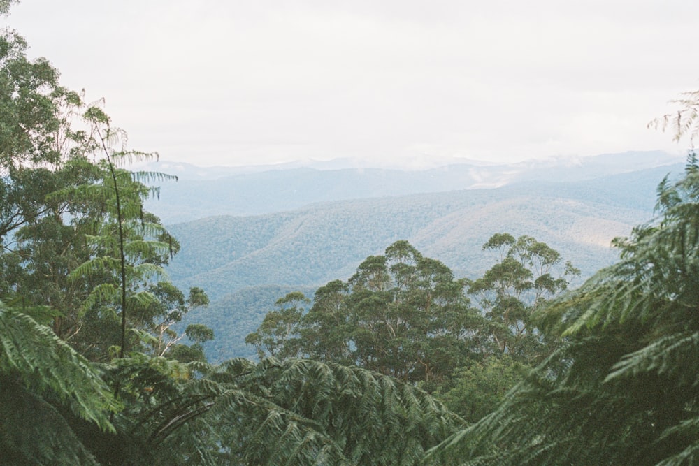 green trees on mountain during daytime