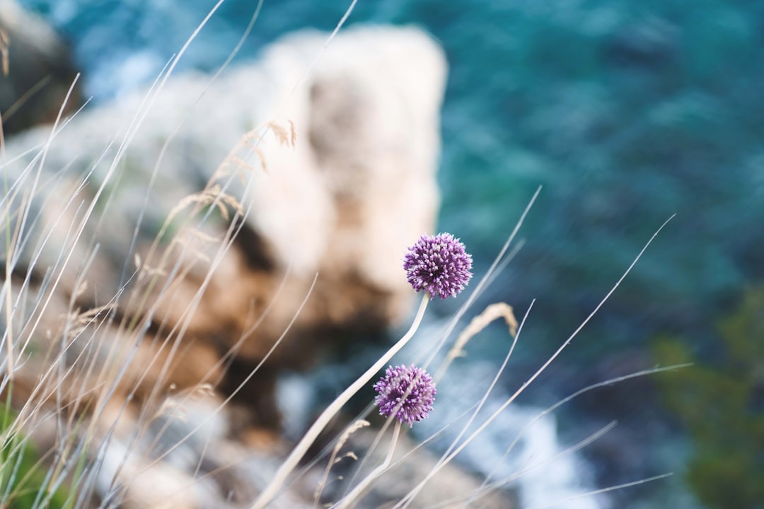 purple flower beside body of water during daytime