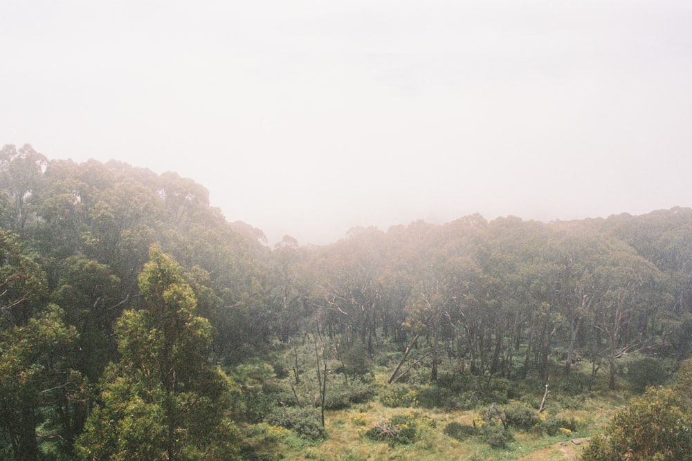 green trees on mountain during daytime